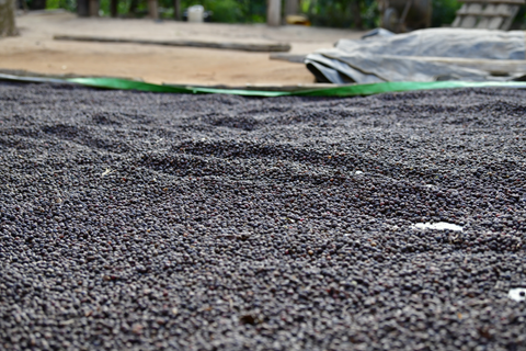 Natural Robusta - Screen 18