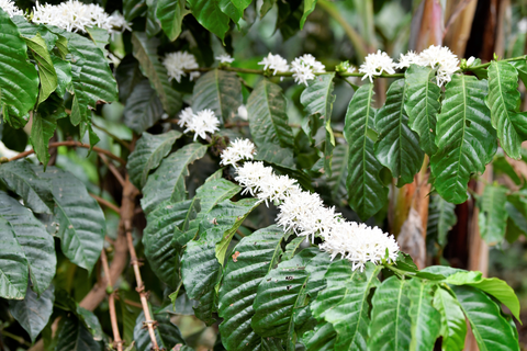 Natural Robusta - Screen 15