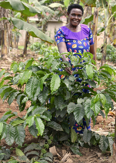 Arabica - AA SL 14
