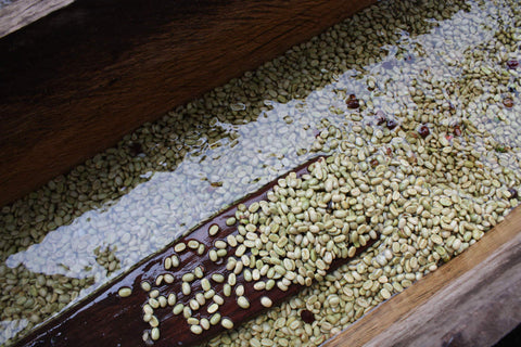 Arabica - AA SL 14