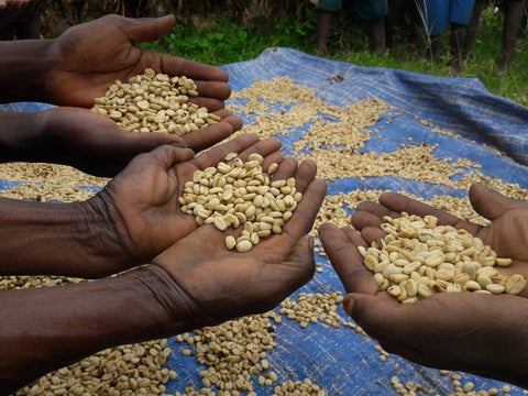 Arabica - AA SL 14
