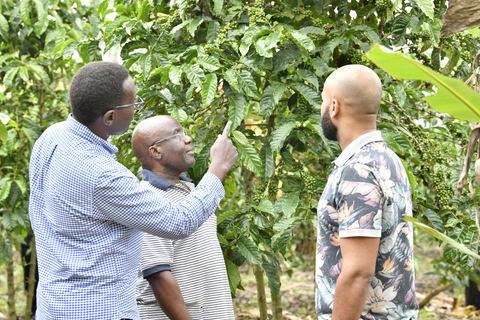 Washed Robusta - Screen 15