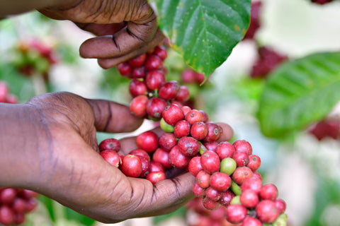 Arabica - PB (Peaberry)